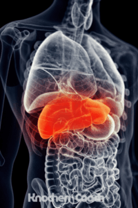 Osteoporose - Darm-Leber-Knochen